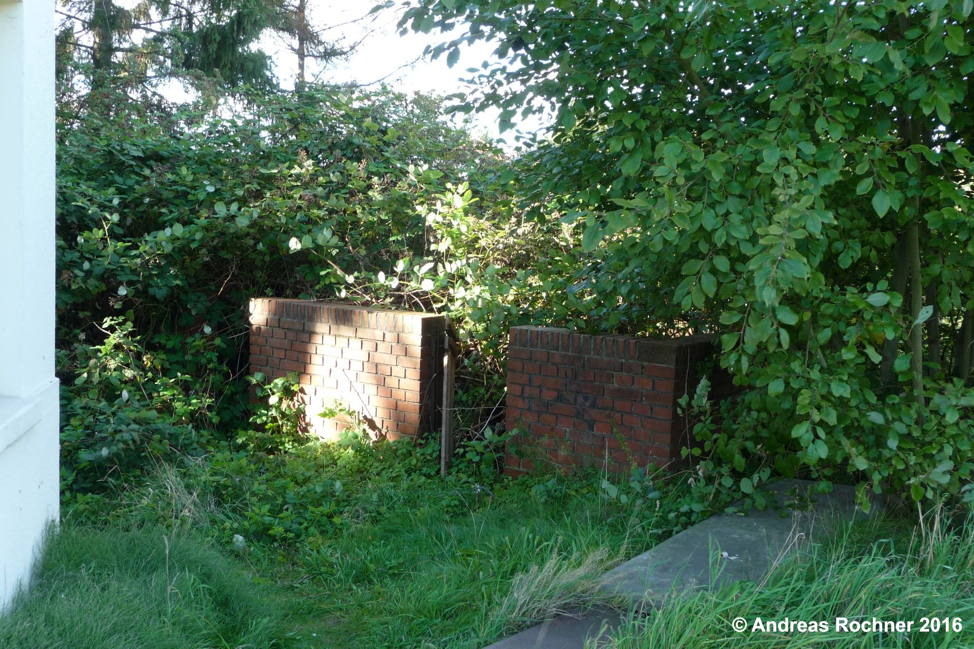 Völlig überwucherter Kohlelagerplatz am Stellwerk Sn