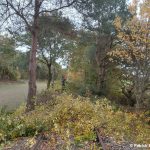 Freischnitt der Bahnstrecke zwischen Varrel und Barenburg im November 2025 mittels Hochentaster, Blickrichtung Barenburg