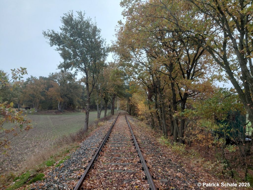 Startpunkt Freischnitt zwischen Varrel und Barenburg im November 2025 nachdem 2. Arbeitseinsatz, Blickrichtung Barenburg