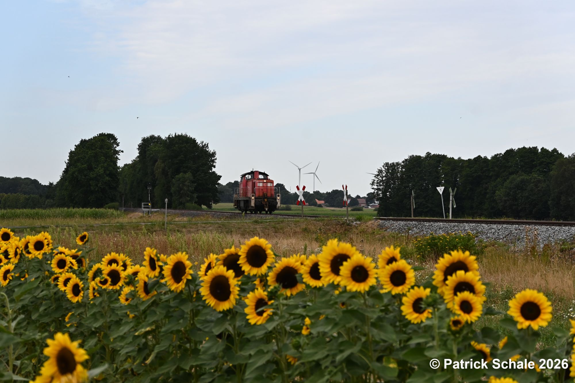 Diesellokomotive der Baureihe 294 passiert nun den Bahnübergang Klein Lessen und fährt dann einem Feld mit Blumen zum Selberpflücken vorbei