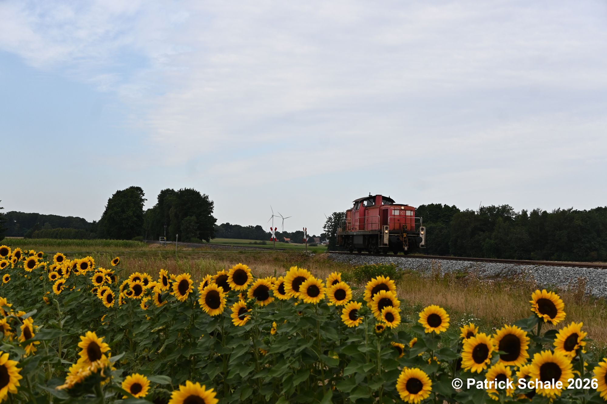 Diesellokomotive der Baureihe 294 in verkehrsrot passiert auf dem Weg nach Sulingen ein Feld mit Sonnenblumen zum Selberpflücken.
