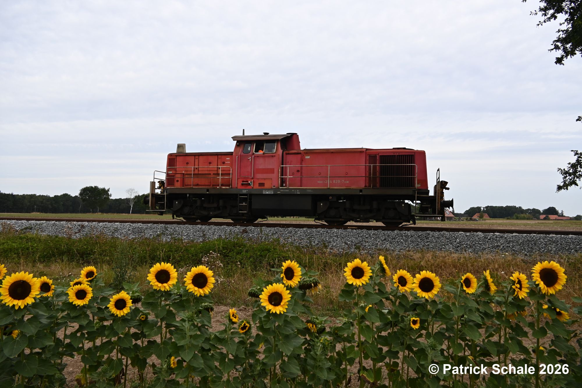 Seitenansicht einer Diesellokomotive der Baureihe 294 in verkehrsrot auf dem Weg nach Sulingen an einem Feld mit Sonnenblumen zum Selberpflücken.